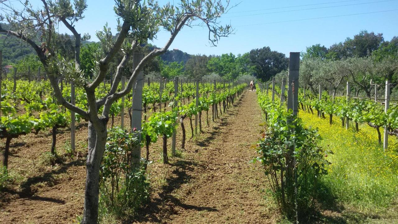 Villa Agrilao Scalea Esterno foto